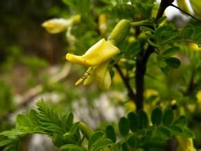小花矮錦雞兒 小花矮錦雞兒