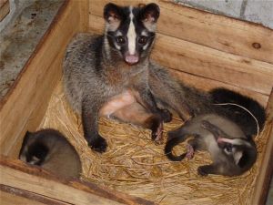 花面狸印緬亞種 花面狸印緬亞種