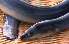 鰻魚[鰻鱺科長條蛇形魚類]