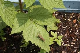 覆盆子葉 覆盆子葉