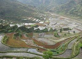 擺榜梯田 擺榜梯田