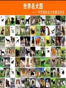 世界名犬