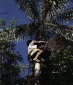 亞馬孫棕櫚 亞馬孫棕櫚