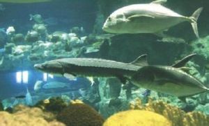 上海長江口中華鱘濕地自然保護區 上海長江口中華鱘濕地自然保護區