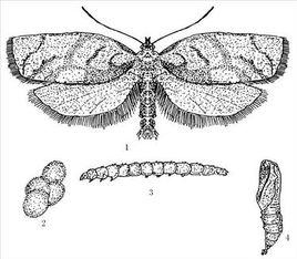 杏小食心蟲 杏小食心蟲