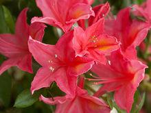 福珂玫瑰紅杜鵑