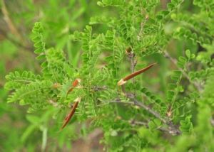 沙地錦雞兒 沙地錦雞兒