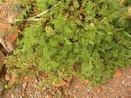 裸莖黃堇 裸莖黃堇