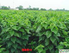 桑葉[桑科桑屬植物]