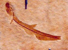 副異齒鯊 副異齒鯊