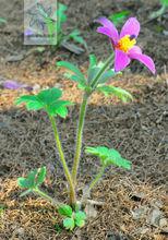 白頭翁[毛茛科草本植物]