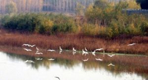 三門峽庫區濕地