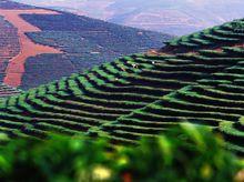茶園風光