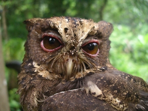 明島領角鴞 明島領角鴞