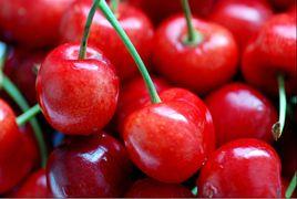 義大利早紅櫻桃 義大利早紅櫻桃