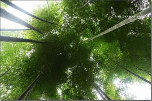 茶山竹海國家森林公園