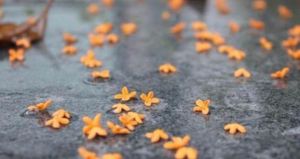 一城風絮舞秋暮 一城風絮舞秋暮