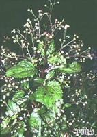 下田菊[下田菊]