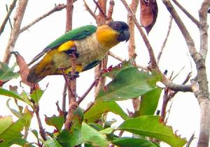 黑頭凱克鸚鵡指名亞種