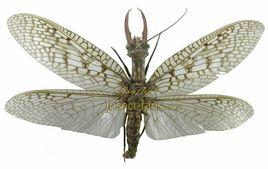 東方巨齒蛉 東方巨齒蛉