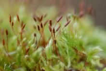 東亞金灰蘚 東亞金灰蘚