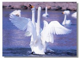 引吭高歌 引吭高歌