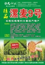 漯麥9號 漯麥9號