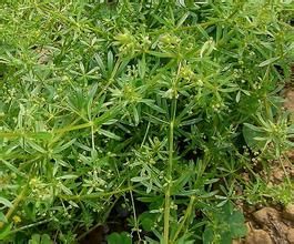 台灣豬殃殃 台灣豬殃殃