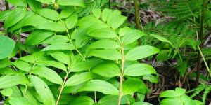 棒絲黃精 棒絲黃精