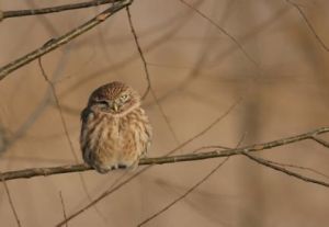 縱紋腹小鴞青海亞種 縱紋腹小鴞青海亞種
