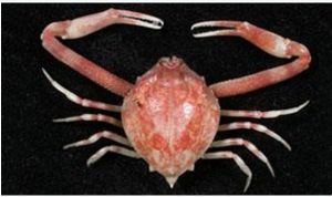 近親長臂蟹 近親長臂蟹