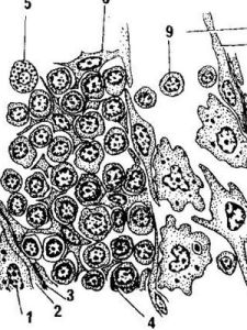 淋巴系統 淋巴系統