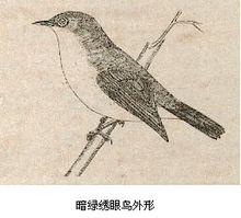 繡眼鳥屬