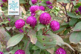 千日紅茶 千日紅茶