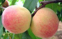 陽山水蜜桃種植基地