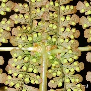 魚鱗蕨屬 魚鱗蕨屬