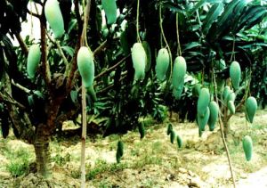 海南部落熱帶果園