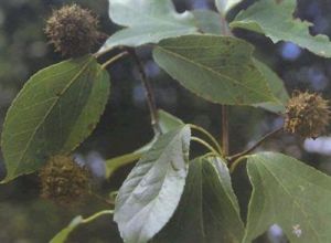 翻白葉樹 翻白葉樹