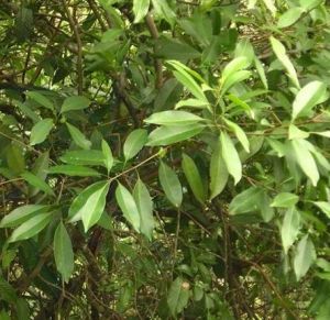 海南李欖 海南李欖