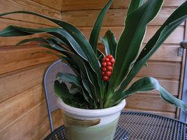 萬年青[天門冬科萬年青屬植物]