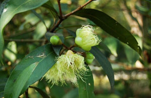 長花蒲桃 長花蒲桃