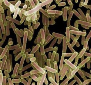 變形菌屬 變形菌屬