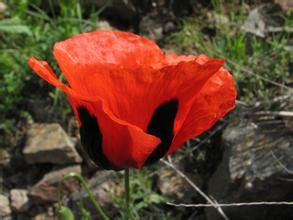 深紅間色罌粟 深紅間色罌粟