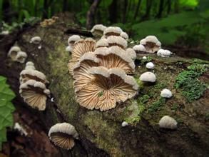 裂褶菌科 裂褶菌科