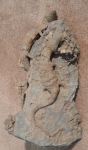 貴州小恐龍化石