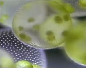 元基因組 元基因組