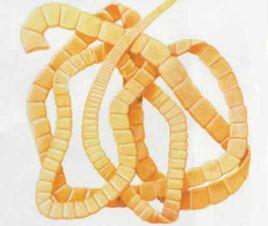 奇異等帶絛蟲 奇異等帶絛蟲