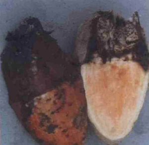 甘薯乾腐病病薯及剖面