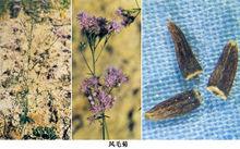 風毛菊的花及種子