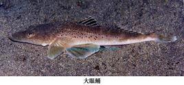 大眼鯒 大眼鯒